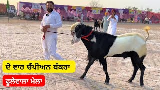 ਦੋ ਵਾਰ ਚੈਂਪੀਅਨ ਬੱਕਰਾ ਫੂਲੇਵਾਲਾ ਮੇਲਾ #goat #bakrimela #valaititv #bakra