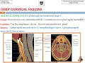 NECK SPACE AND FASCIA  FIRST PART 1