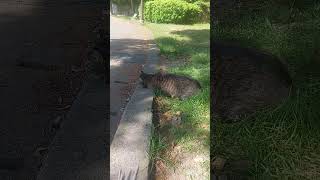 ポポ🐦️ちゃん狙うキジ猫君❗失敗なんだニャン❤️(笑)