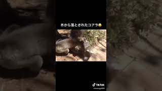 大泣きするコアラ