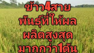 ข้าว4สายพันธุ์ให้ผลผลิตสูงสุดมากกว่า1ตันต่อไร่