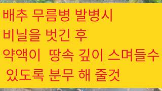 김장배추 무름병 발병시 비닐을 벗긴후 약액이 땅속 깊이 스며 들도록 2~3회차 분무 해 줄것 #김장배추 #배추 #배추농사