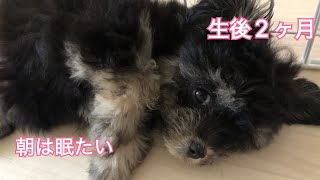 【生後2ヶ月 チワプー】モーニングルーティン