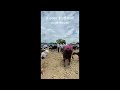 ghodegaon mhais bajar viralvideo mhais buffalo market reels