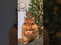 【シマリス chipmunk】肩でマシュマロ食べる件🐿（テト） shorts