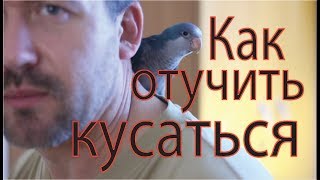 9. Как отучить попугая кусаться.