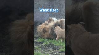 眠たいパパ💤Daddy wants to sleep.#shorts  #lion #baby