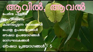 ആവിൽ | ആവൽ | Holoptelea integrifolia | ചിരുവില്വം | കരഞ്ജ | അയ | Indian elm | cork tree | aaval tree