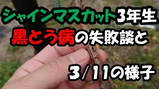 シャインマスカット3年生苗　黒とう病の失敗談と3月11日の様子