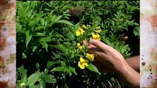 Oklahoma Proven: Yellow Bells (Annual)