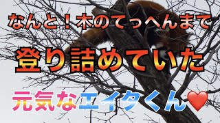 【円山動物園レッサーパンダ】なんと！木のてっぺんまで登り詰めたいた元気なエイタくん❤️