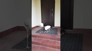 #stork #animals #аист #брестскийаист #короткиевидео #милота #спасениептиц #птицы #брест