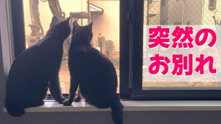 隣の家が解体されて一変した景色に釘付けの黒猫姉妹