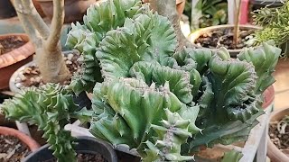 Euphorbia Lactea Cristata care and propagation guide| Coral cactus care