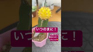 サボテン🌵も紅葉するの〜😱#多肉植物 #多肉農家 #多肉生産者 #65からの挑戦