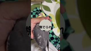 【オカメインコ】雑に撫でられましたシエルです　#オカメインコ　#オカメインコのいる暮らし