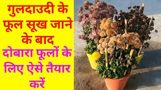 गुलदाउदी के फूल सूख जाने पर दोबारा फूलों के लिए ऐसे तैयार करें|How To Save Chrysanthemum For Next Y.