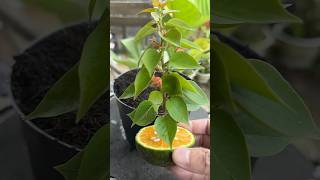 Stick a bougainvillea branch into an orange and you'll be surprised