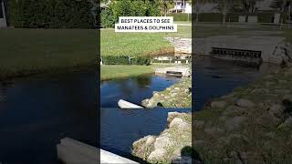 BEST Places To See Manatees and Dolphins | Space Coast, Florida
