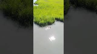 三星鄉分洪堰的鴨子媽和她的小鴨子 Duck mother and its baby ducks at