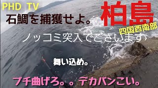 柏島・・・ゴクドウバエでの釣行(イシダイ編)乗っ込みだぁ〜