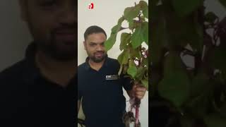 വീട്ടിലെ ചീര #viral #bahrain #youtubeshorts #shorts#kgf2 #leaf #vegitables #organicfarming #organic