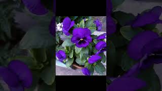 finally amader bagane ato sundor full futeche   flowers #shorts #video #shorts video#garden