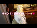 不時着後怒られたオカメ君と、ハートの形になって見つめ合うラブラブセキセイズ♡　オカメインコ桃太郎