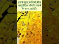 अमलतास के फूल cassia पहचान और उपयोग। shorts sunitamusale flowers