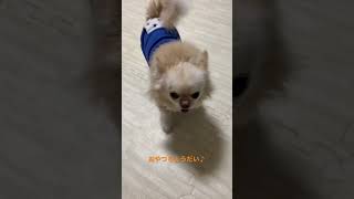 おねだりするチワワ　#shorts #chihuahua #ちわわ