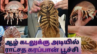 ஆழ் கடலுக்கு அடியில் ராட்சத கரப்பான் பூச்சி#viralvideo #video