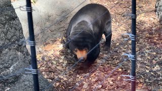 朝のキョウコさんの様子をお届け【‎2024年‎11月26日】【上野動物園】マレーグマ