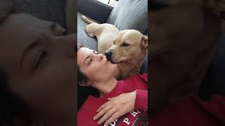 Dog Kis