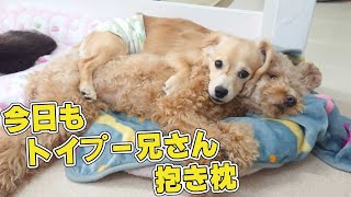 今日もトイプー兄さん抱き枕　🐶ひみつきちなう！#2🐶  (チワックス トイプードル チワワ 柴犬 ミニチュアダックス チワプー) 2021年11月18日