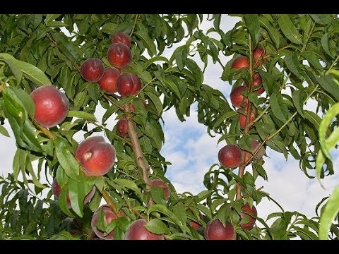Купить Саженцы Персика Айс Пич В Крыму