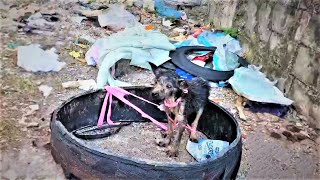 Tied To Old Tire Under Rain, Hungry \u0026 Thirty  She Begged for Drinking Water...