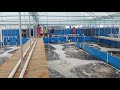 Vannamei 101   Super intensive indoor shrimp culture farms