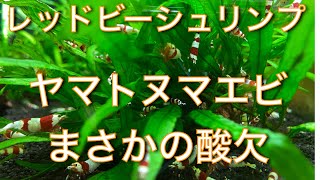 レッドビーシュリンプ　ヤマトヌマエビまさかの酸欠