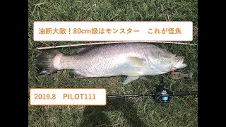 怪魚 バラマンディのルアー釣り 80cm以上はモンスター 60,70cmと比較になりません。タイの釣り堀 パイロット111 Thailand pilot111 fishing