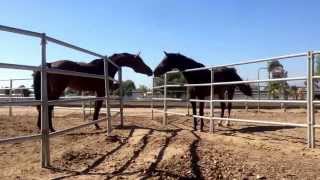 Diamanté on left meeting an Ariadus Holsteiner mare