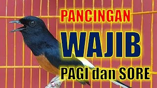 PANCINGAN MURAI BATU GACOR BONGKAR MATERI,  NAIKKAN EMOSI MURAI BATU MALAS BUNYI AGAR GACOR