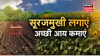 Surajmukhi Ki Kheti। सूरजमुखी की खेती करके कमाएं अच्छी आमदानी, जानिए | Farming News । Sunflower