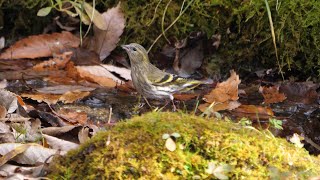 西湖野鳥の森公園のマヒワ（雌）その３（4K60P動画）