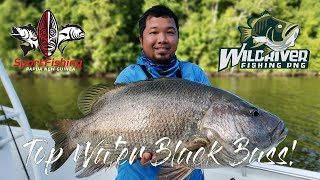 Top Water Papuan Black Bass!