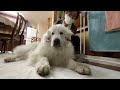 お留守番ばかりなのでお出迎えを拒否してやったルンルンです　great pyrenees　グレートピレニーズ