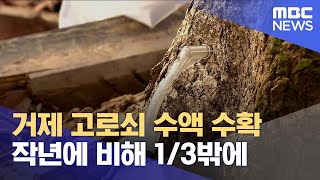 거제 고로쇠 채취 시작‥생산량 감소 (2025.01.24/뉴스데스크/MBC경남)