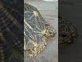 indian star tortoise sound viral shots