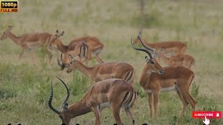 Is the Gazelle the MOST ELEGANT Animal in Nature?