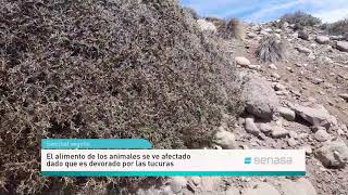 Control de tucura sapo en Patagonia