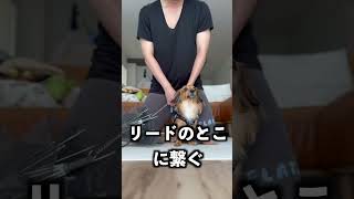 犬用の傘使って一緒にお風呂入ったら発明すぎた！